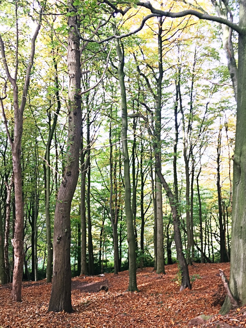 Crich Lane, Belper A S Milward